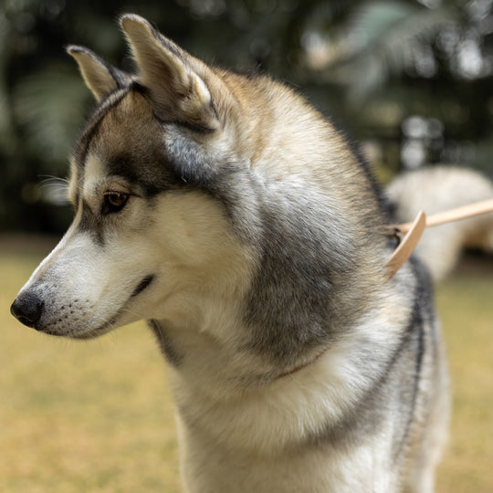 Pet Collar